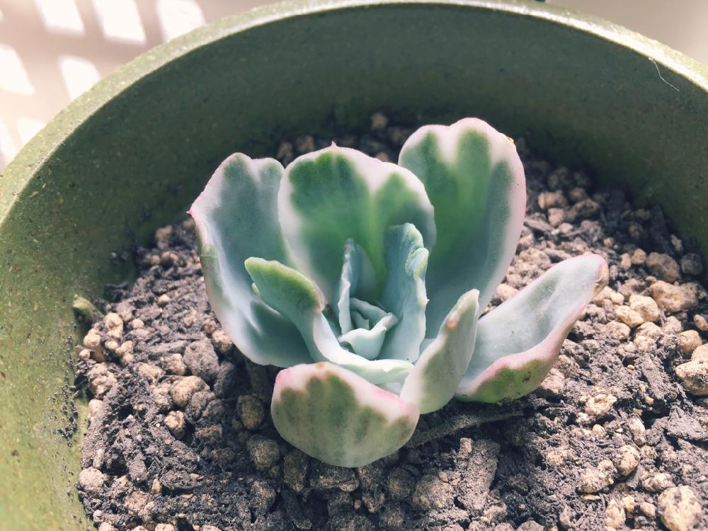 バークレー錦 Echeveria´Berkeley Light´ 美苗 - インテリア小物