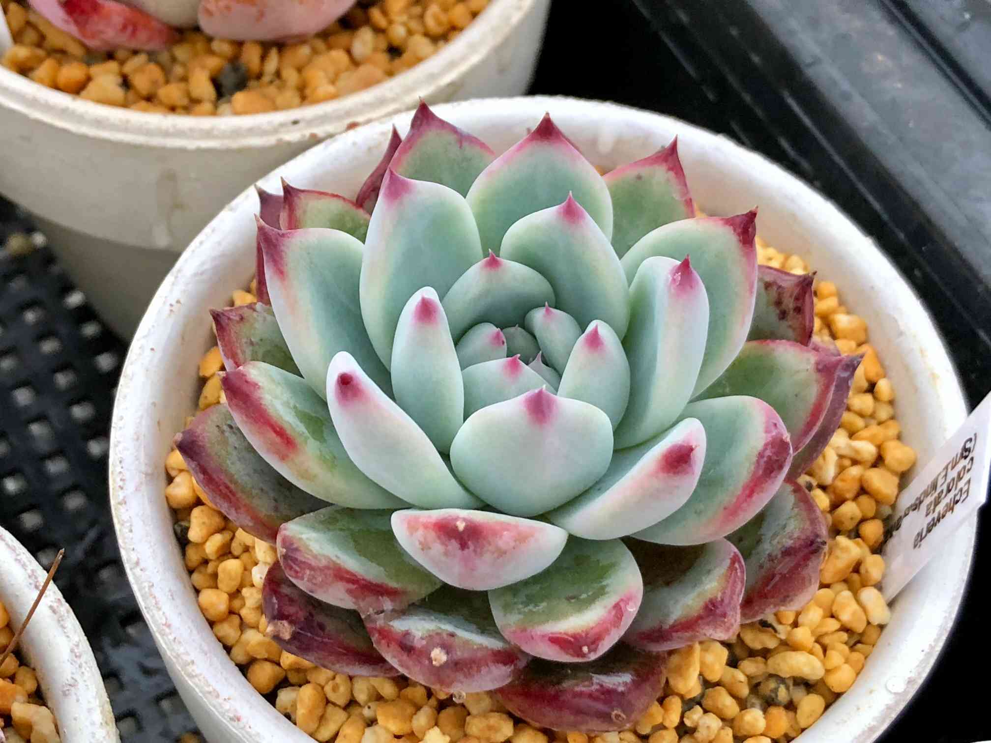 専用♥️大苗♥️コロラータ✨ チワワエンシスイェコラ×25コロラータ