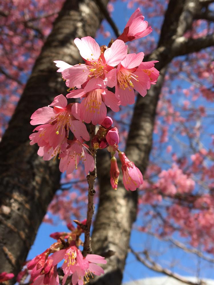 青空にピンクが映え素敵の投稿画像 By えめらるどさん 花のある暮らしと青空コラボとうっとりとオカメ 桜と 18桜 コンテスト 18月3月6日 Greensnap グリーンスナップ