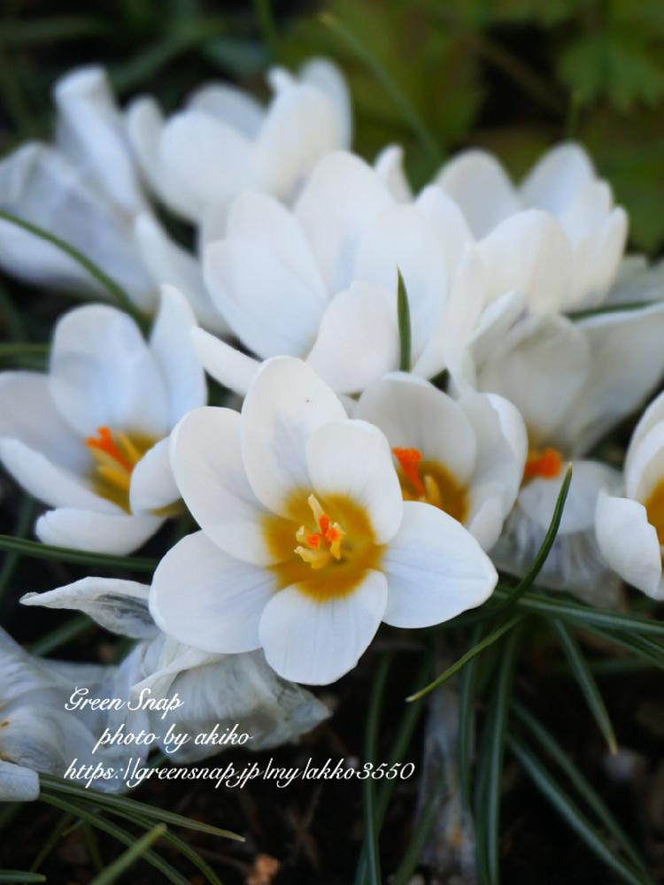 クロッカスの投稿画像 By Akiko さん 花壇とワサワサ好き と花のある暮らしと白い花と球根植物 18月3月6日 Greensnap グリーンスナップ
