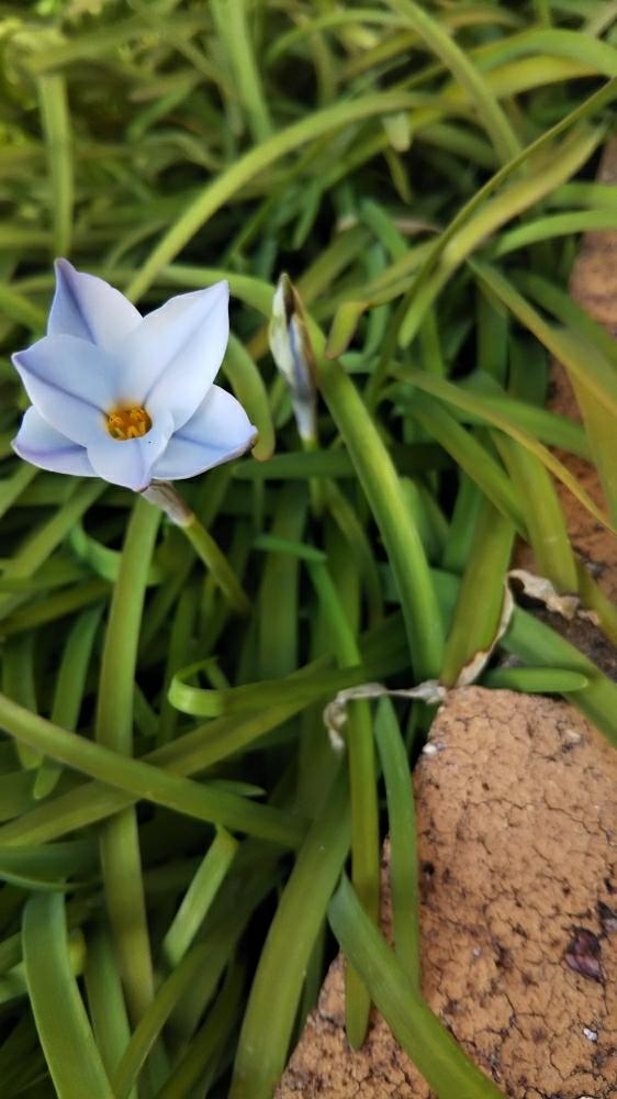 イキシオリリオンの投稿画像 By れいこ さん 植えっぱなし球根と球根植物と植中毒と花のある暮らし 2018月3月6日 Greensnap グリーンスナップ