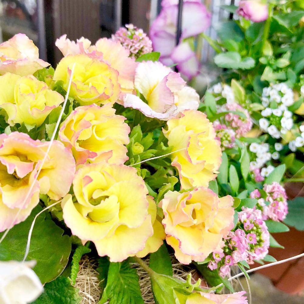 フリル咲きジュリアンの投稿画像 By Wakoさん バラ咲きジュリアンとアリッサムとスイートアリッサム と寄せ植えと ジュリアン と八重咲きと黄色の花と花のある暮らしとフリル咲きとプリムラジュリアン とやっぱり花が好き 18月3月7日 Greensnap グリーンスナップ