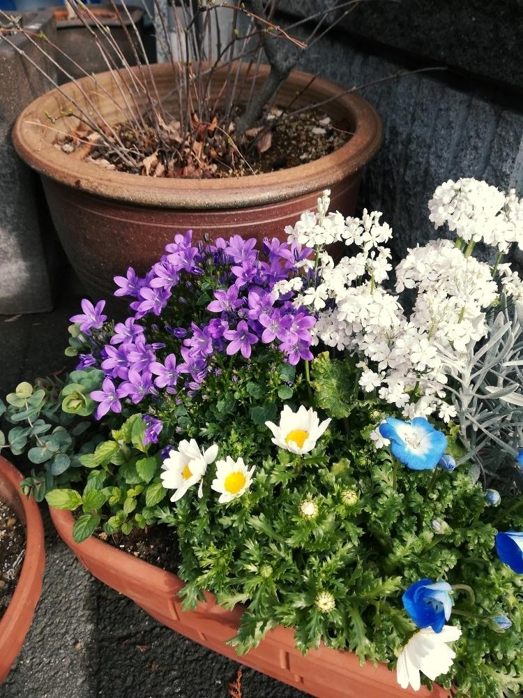 カンパニュラオーシャンの投稿画像 By パン太さん 18月3月7日 Greensnap グリーンスナップ