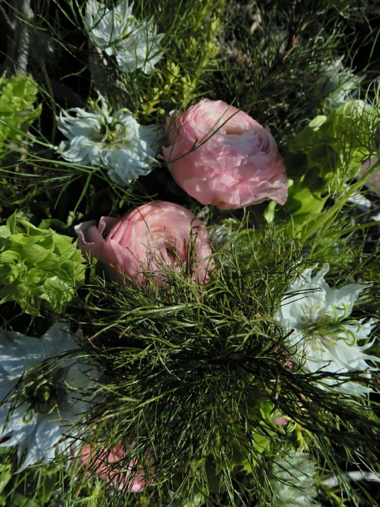 コアラファンの投稿画像 By 始終植物屋 クマ さん モルセラ とラナンキュラスとニゲラと小さな庭と切花と始終植物屋と今日のお花とブーケと花のある暮らしとスパイラルと花束 と切花と始終植物屋と今日のお花とブーケと花のある暮らしとスパイラルと花束 18月3月7日 コアラファンの投稿画像 By 始終植物屋 クマ さん モルセラ とラナンキュラスとニゲラと小さな庭と切花と始終植物屋と今日のお花とブーケと花のある暮らしとスパイラルと花束 と切花と始終植物屋と今日のお花とブーケと花のある暮らしとスパイラルと花束 18月3月7日