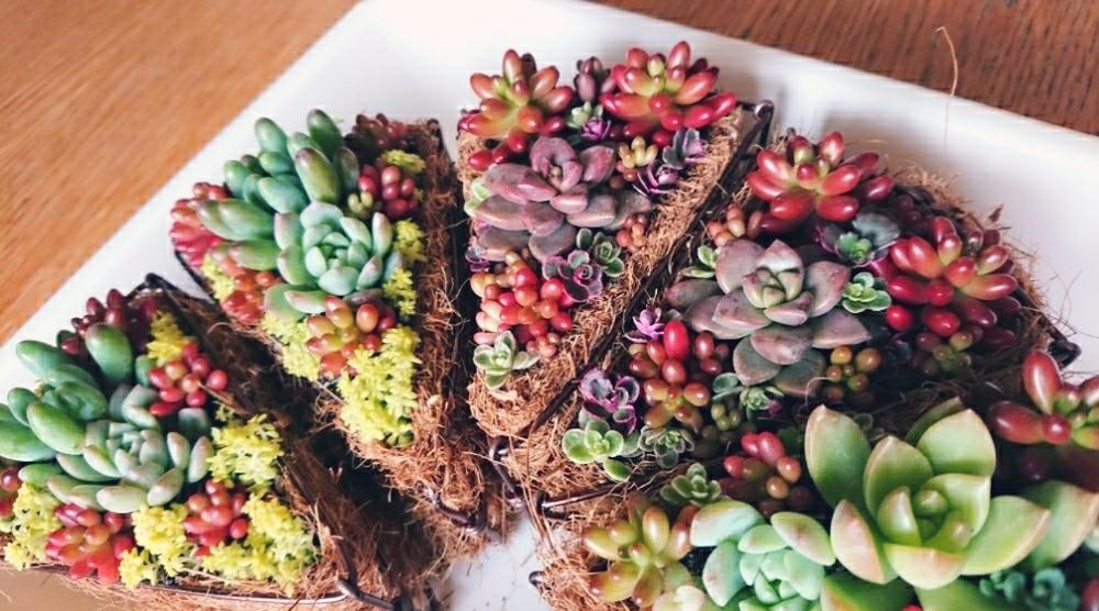 手作りの投稿画像 By Oshaoshaさん 多肉植物と寄せ植えと手作り雑貨と多肉植物寄せ植えとワイヤークラフトと多肉女子と多肉 ケーキと ひとてま込めて コンテストと1 000万枚突破と多肉鉢植え苗ケース希望 18月3月7日 Greensnap グリーンスナップ