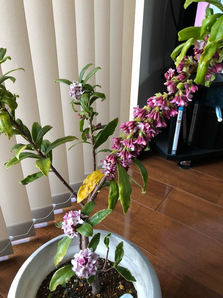 沈丁花の投稿画像 By Masato11さん 季節の花と挿し木にチャレンジと春の香り 18月3月7日 Greensnap グリーンスナップ