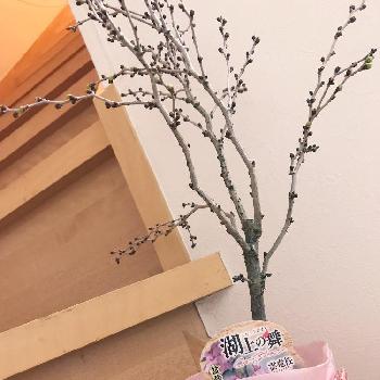 街のお花屋さんの画像 by yumingさん | 桜も投稿しなくてはと街のお花屋さんと自家用お花見