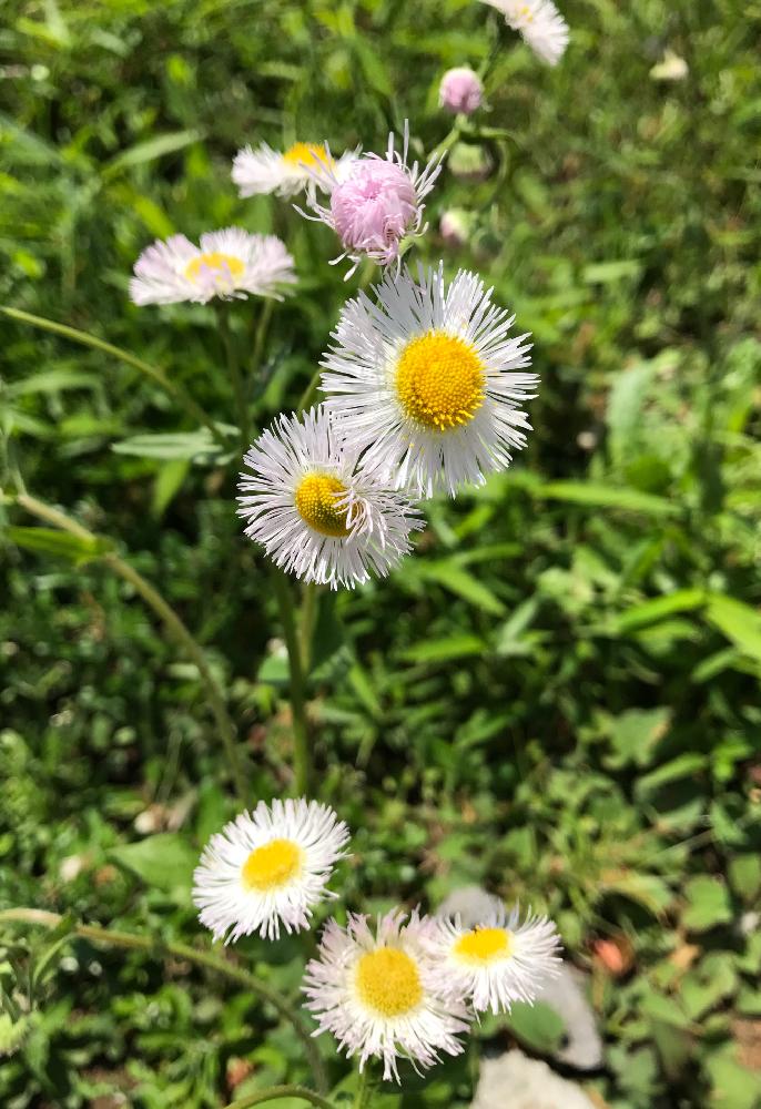 ハルジオンの投稿画像 By かづこさん 好きな雑草と花のある暮らしと過去のpicからと今日の花 18月3月7日 Greensnap グリーンスナップ