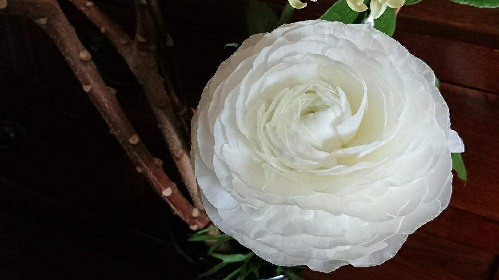 わたぼうしの投稿画像 By ななさん 花のある暮らし 18月3月8日 Greensnap グリーンスナップ