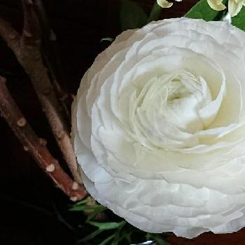 わたぼうしの投稿画像一覧 Greensnap グリーンスナップ