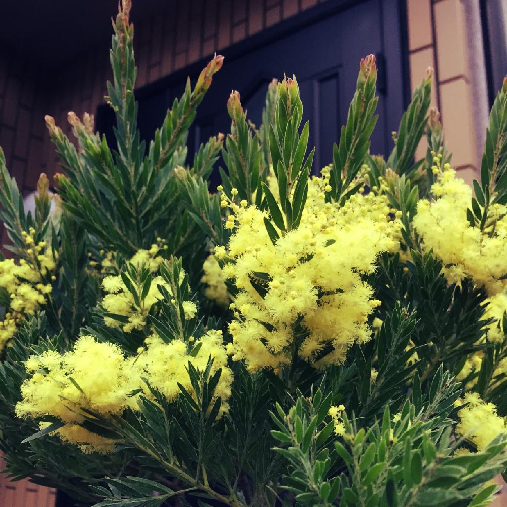 ミモザ テレサの投稿画像 By のん子さん ミモザとミモザの日とかわいいと花粉症と花のある暮らし 18月3月8日 Greensnap グリーンスナップ