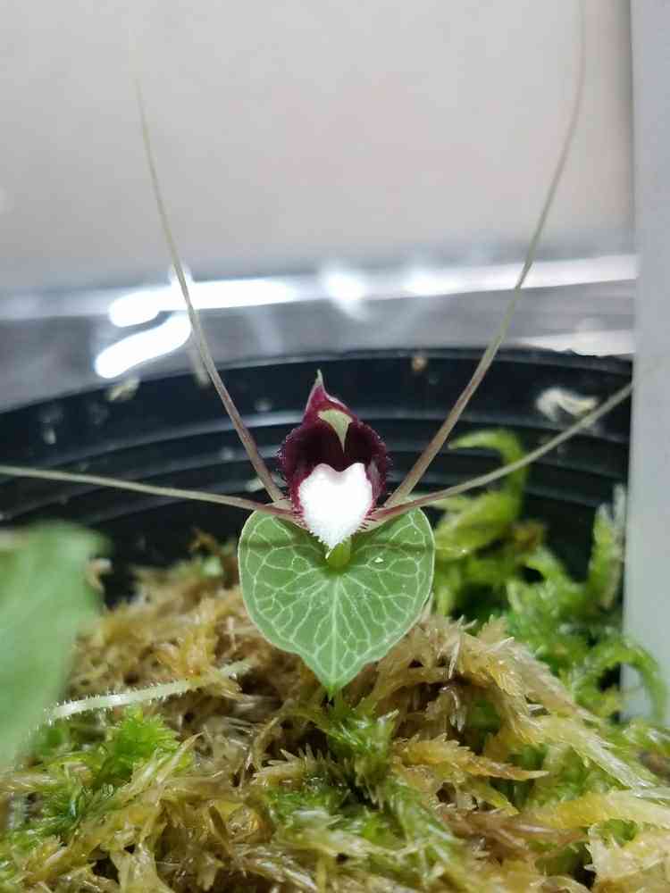 コリバスの一覧｜🍀GreenSnap（グリーンスナップ）