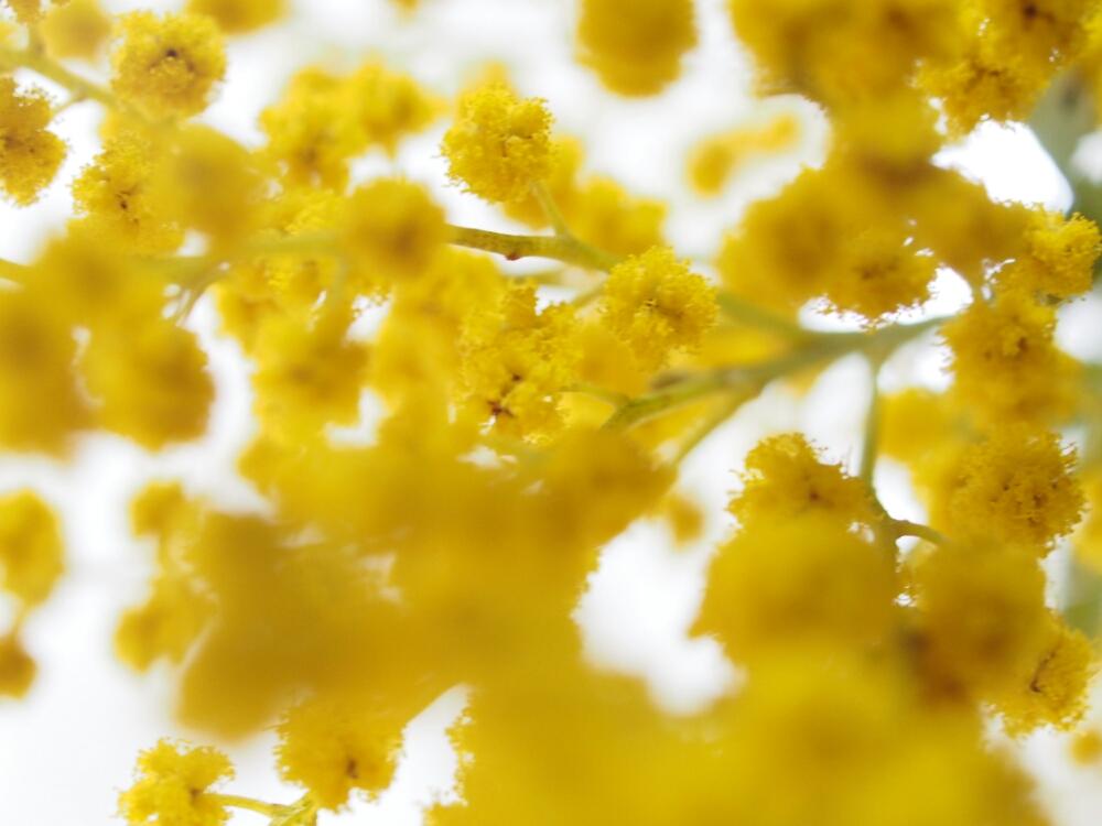 ミモザの投稿画像 By Teruruさん 色が好きと見つけたよと国際女性デーと花のある暮らしとかわいいと花が好きと花粉症 18月3月8日 Greensnap グリーンスナップ