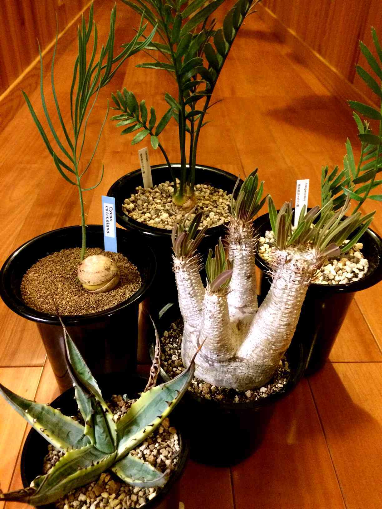 エンセファラルトス トリスピノーサスの一覧｜🍀GreenSnap（グリーン