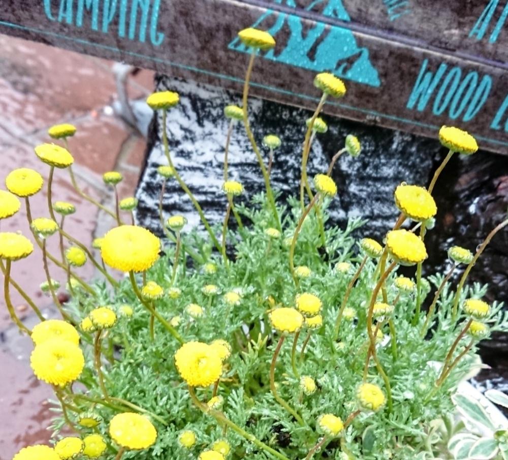 コツラ バルバラータの投稿画像 By ヱヴァ さん 花ほたると花のある暮らしと可愛い 18月3月9日 Greensnap グリーンスナップ