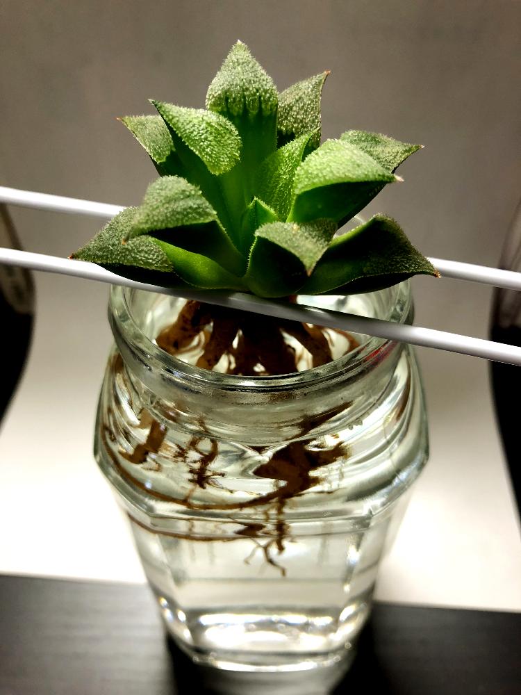 ハオルチア水耕栽培 Greensnap グリーンスナップ ハオルチア水耕栽培 Greensnap グリーンスナップ