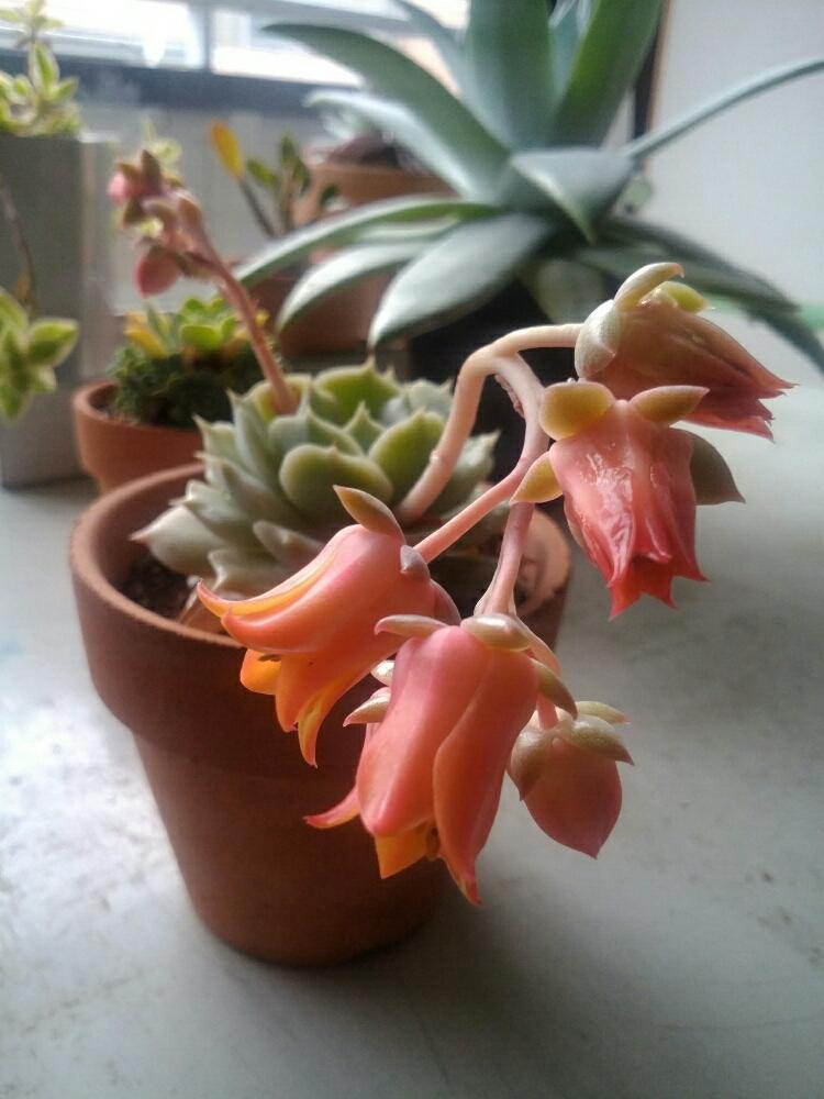 ローラの投稿画像 By しまくまさん 花のある暮らしと多肉植物と白い多肉とエケベリア属 18月3月9日 Greensnap グリーンスナップ