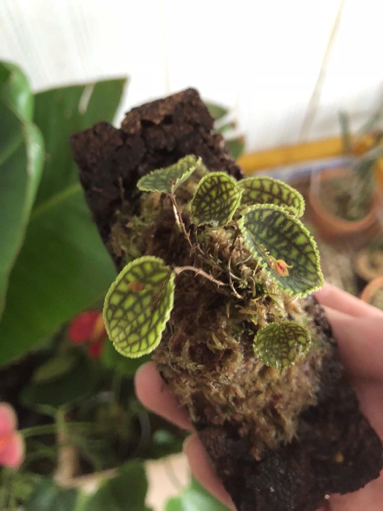 Lepanthes calodictyonレパンテス・カロディクティオン 大株