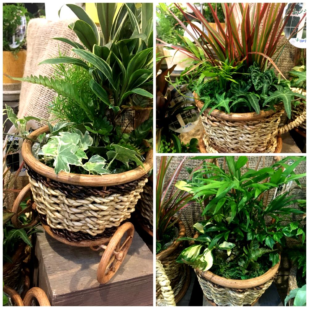 入荷情報 の投稿画像 By カインズさん 入荷情報とgs映えと東海園芸と植中毒とカインズとミニ観葉アレンジと人気商品とカインズ浦和美園店とカインズホームとラタンフレーム 18月3月9日 Greensnap グリーンスナップ