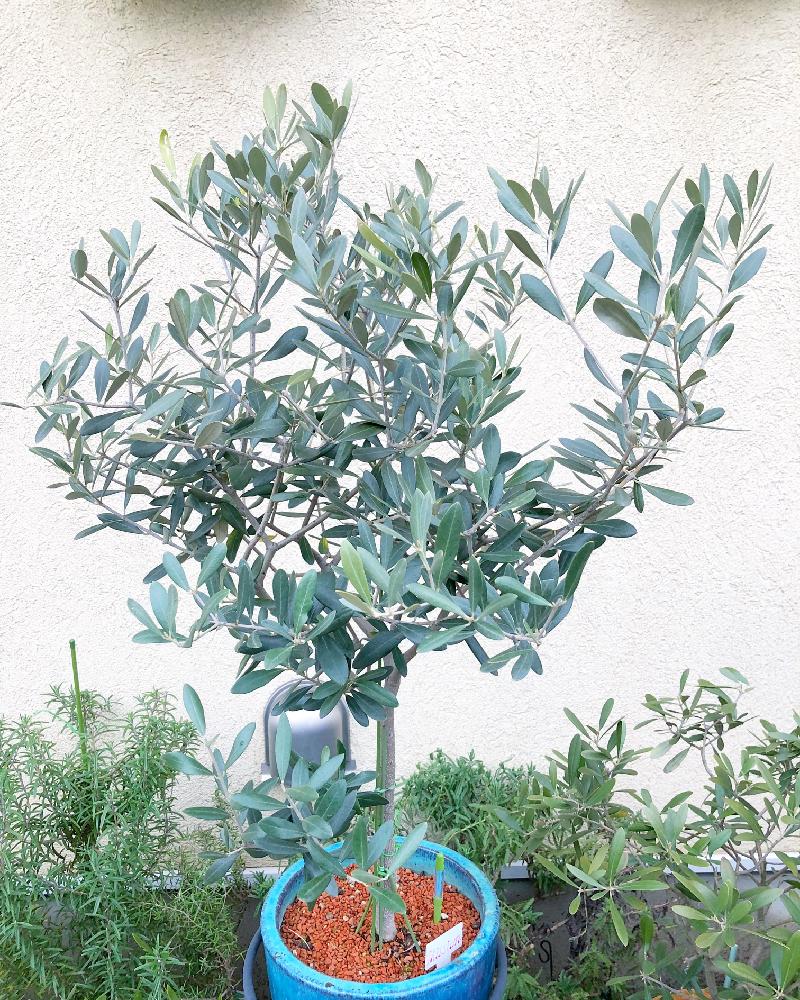 オリーブ ミッションの投稿画像 By はるひとさん オリーブとオリーブツリーラバーとオリーブの木 とオリーブ とオリーブの樹 18月3月9日 Greensnap グリーンスナップ