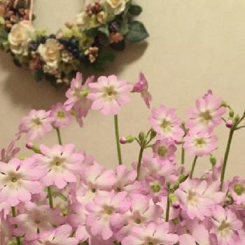 可愛く咲いてるの画像 by 淳 こさん | 玄関と2018桃色投稿と可愛く咲いてると緑で一息