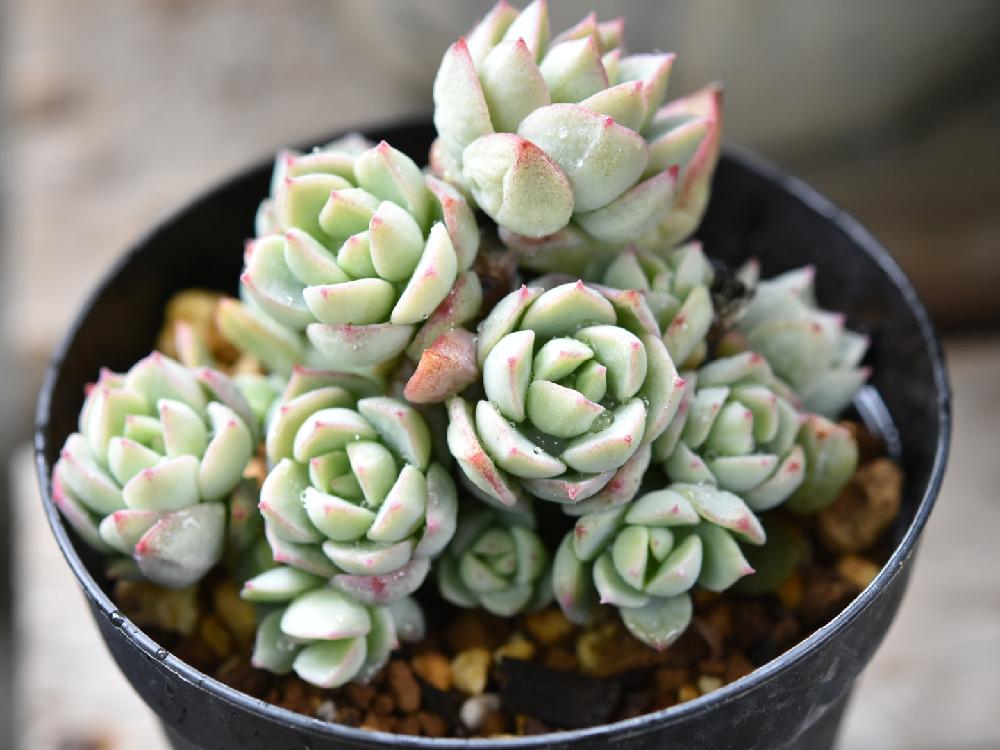 群月花の投稿画像 By Chieさん バルコニー ベランダと多肉植物とグリーンのある暮らしと多肉ちゃんとエケベリア属と棒だけ部とsucculentと多肉植物とグリーンのある暮らしと多肉ちゃんとエケベリア属と棒だけ部とsucculent 18月3月9日 Greensnap グリーン