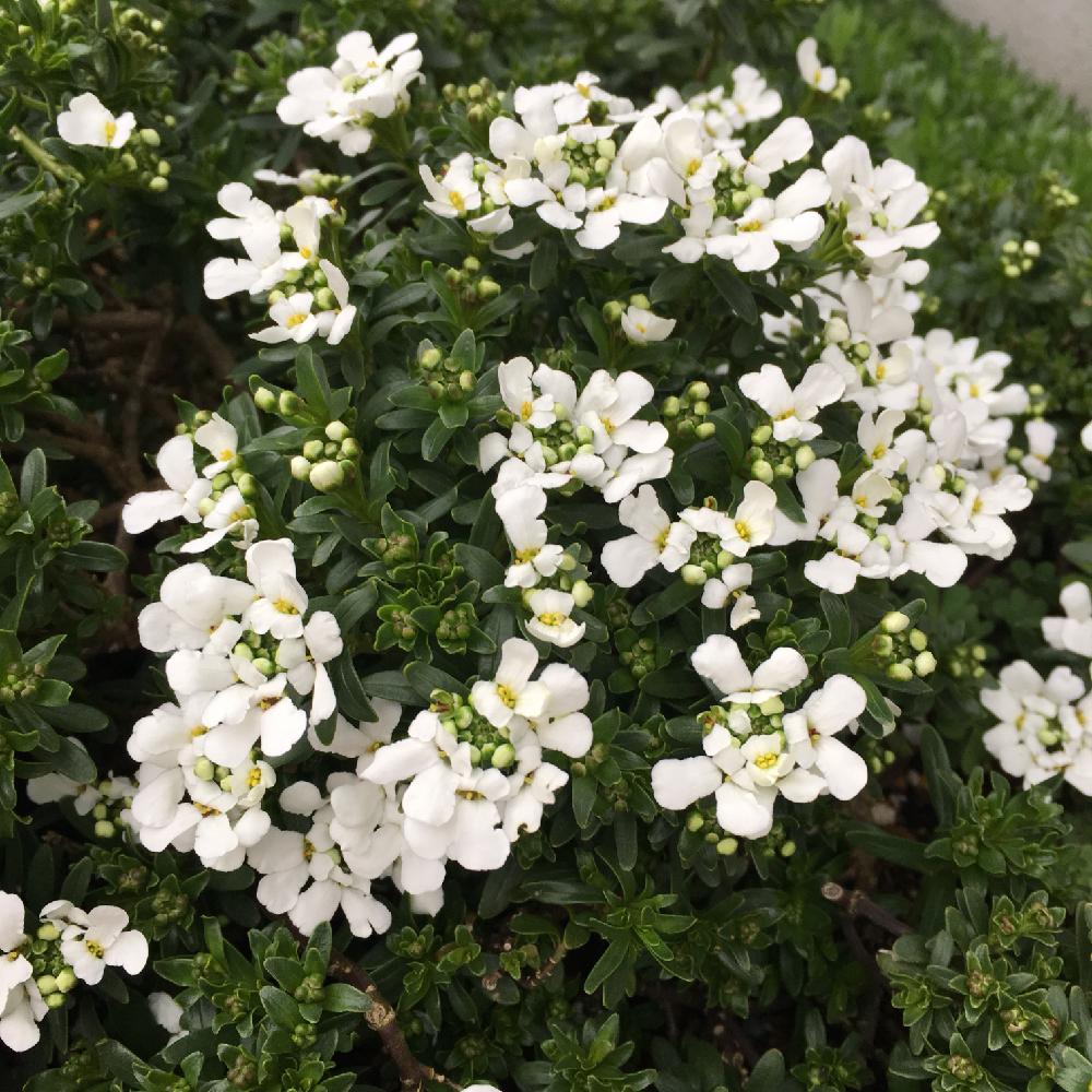 すべての美しい花の画像 ユニーク白い花 名前 春