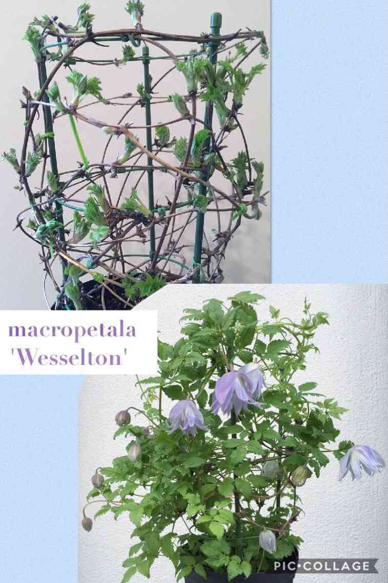 ギフト クレマチス マクロペタラ • ウェッセルトン - 植物/観葉植物