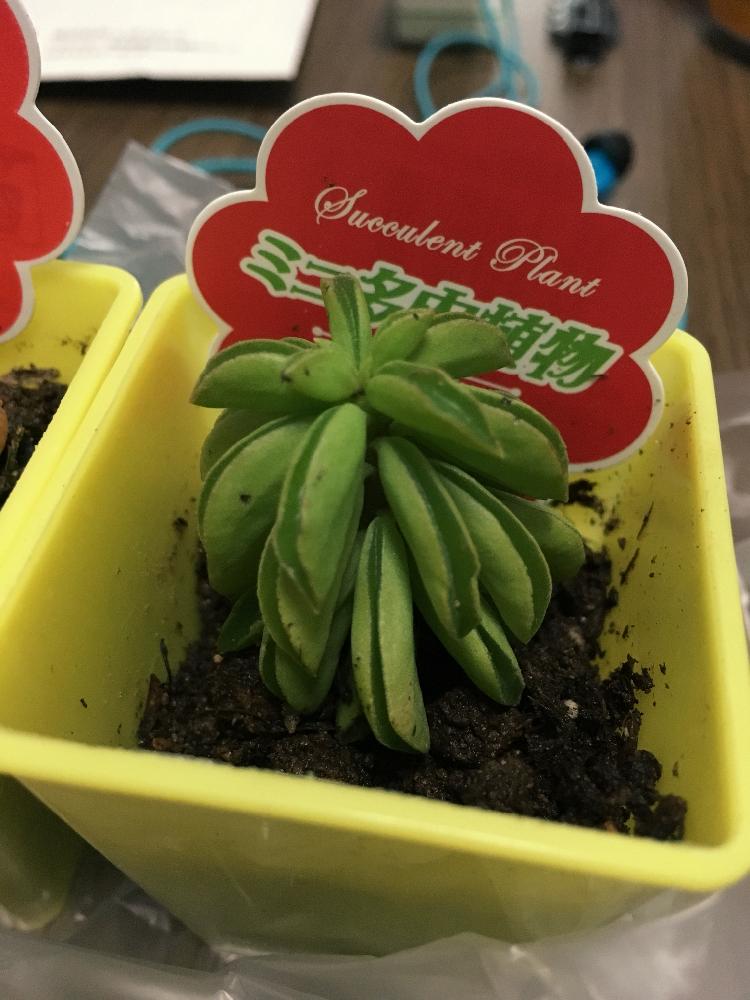 多肉植物の投稿画像 By Pocchan さん ダイソーと衝動買いとダイソー多肉と百均出身と多肉植物とダイソーと衝動買いとダイソー多肉と百均出身 18月3月10日 Greensnap グリーンスナップ Greensnap グリーンスナップ 多肉植物の投稿画像 By Pocchan さん ダイソーと衝動買いとダイソー多肉と百均出身と多肉植物とダイソーと衝動買いとダイソー多肉と百均出身 18月3月10日 Greensnap グリーンスナップ Greensnap グリーンスナップ