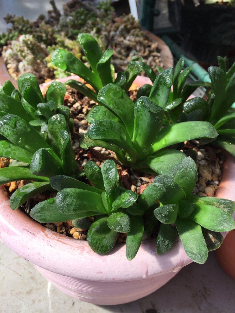 ハオルチア 静鼓の投稿画像 By Yukaさん 多肉植物とハオルチア属と日光浴と多肉女子と徒長とガーデニングと花のある暮らし 18月3月10日 Greensnap グリーンスナップ