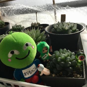 ローズオニールキューピーの投稿画像一覧 Greensnap グリーンスナップ