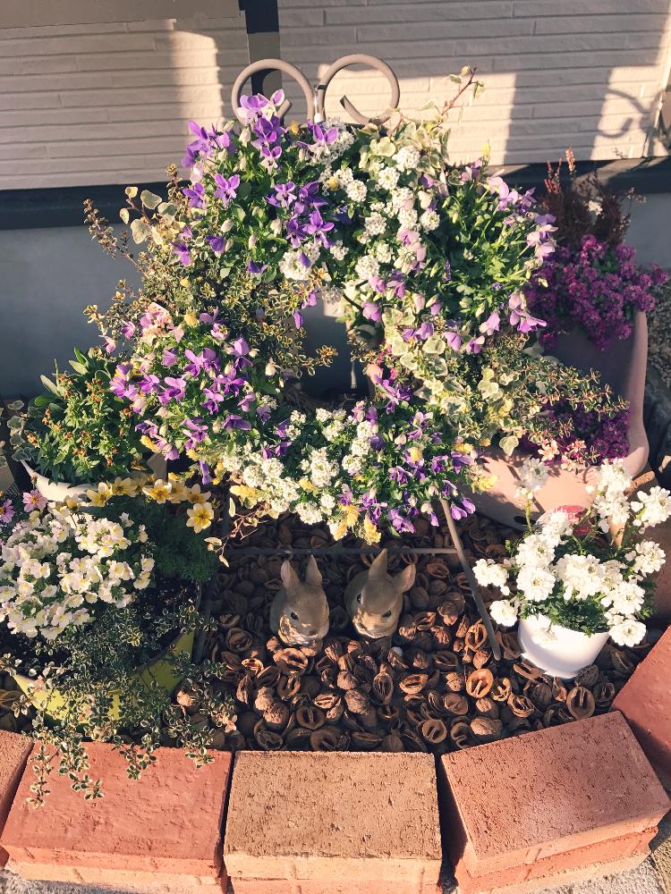 花のある暮らしの投稿画像 By ゆりさん 鉢植えとリース 18月3月10日 Greensnap グリーンスナップ