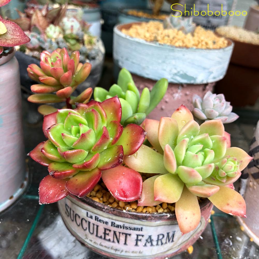 ラブリー多肉 植物 マッコス すべての美しい花の画像