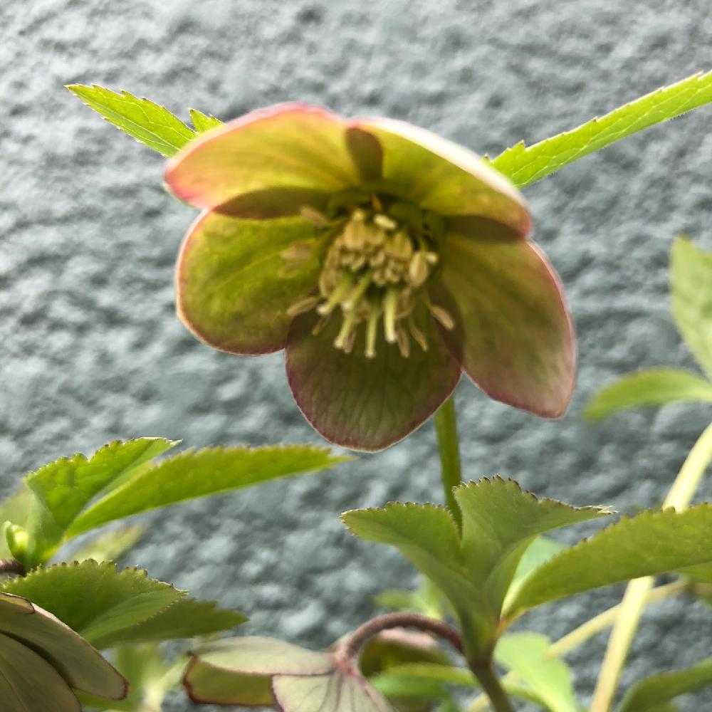 我が家のクリスマスローズの原種たち①クロアチクス｜🍀GreenSnap