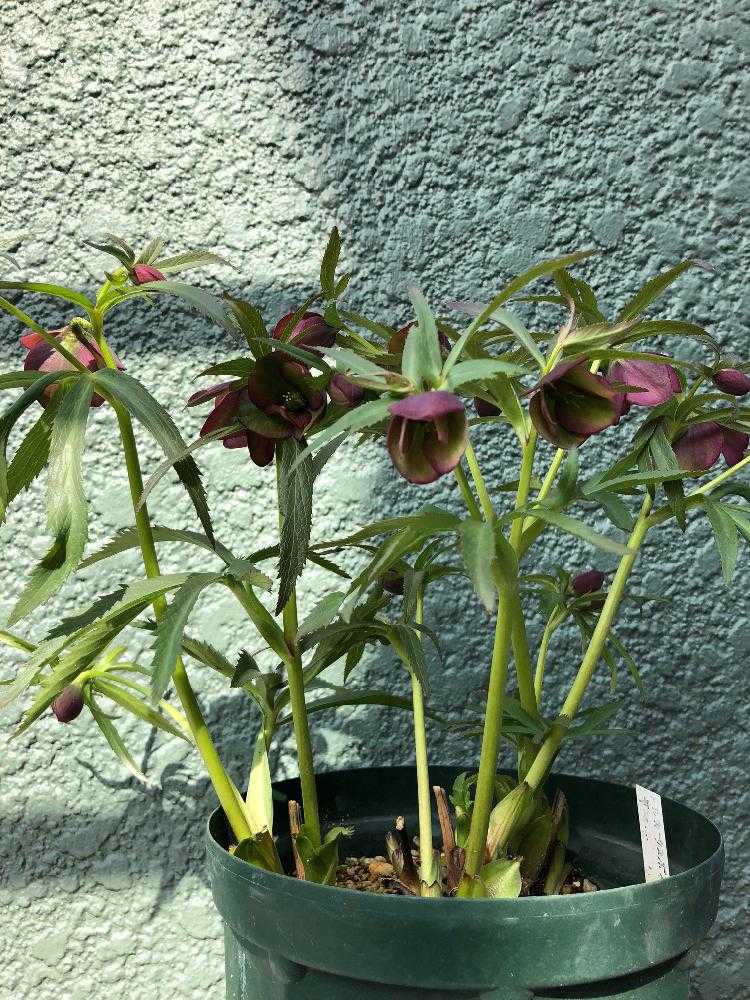 我が家のクリスマスローズの原種たち③トルカータス｜🍀GreenSnap