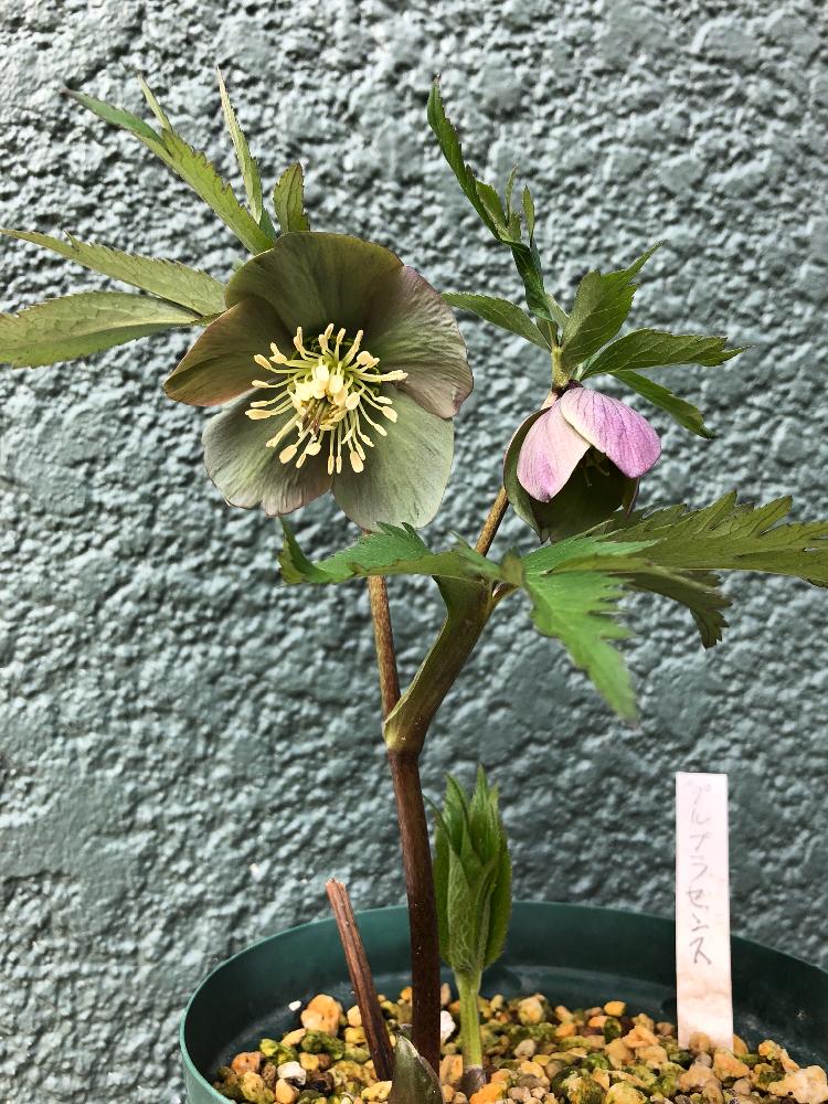 我が家のクリスマスローズの原種たち その他 Greensnap グリーンスナップ