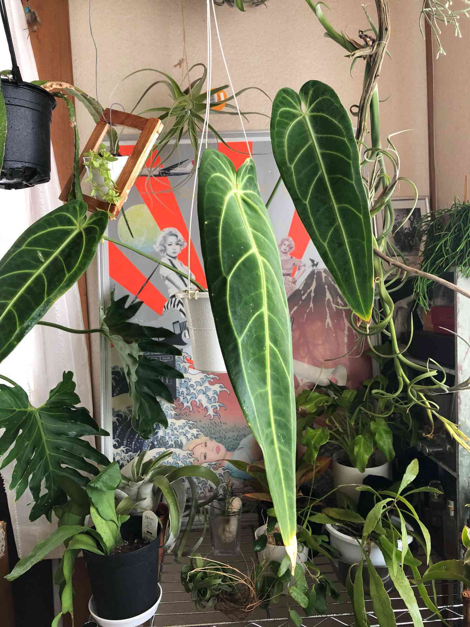 アンスリウムワロクアーナム・Anthurium warocqueanum 安いセール