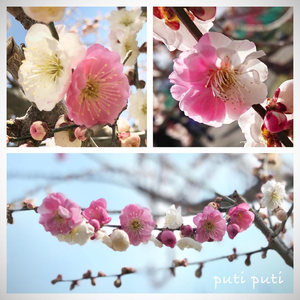 思いのままの投稿画像 By Puti Putiさん 梅の花と三重支部と色がキレイとかわいいな と三重支部no 12 18月3月11日 Greensnap グリーンスナップ