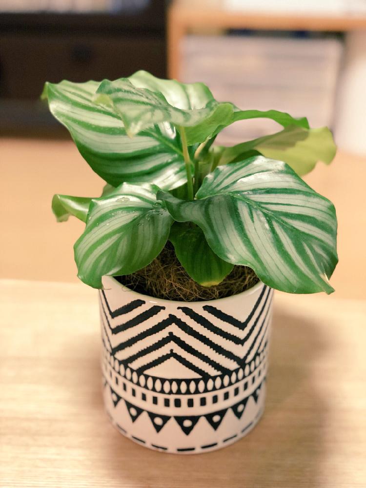 郊外 賢い ハンディキャップ カラテア 風水 構成員 ピービッシュ ペスト