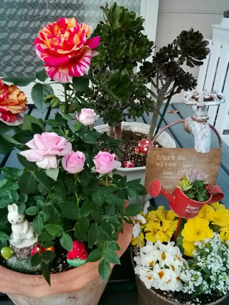 多肉植物の投稿画像 By ピンクパンサーさん クロホウシ 寄せ植えと多肉大好きとgs映えと多肉植物寄せ植えとリメ鉢と花のある暮らしとかわいいといやされるとかわいいな とバラ ミニバラとタニクちゃん 18月3月11日 Greensnap グリーンスナップ