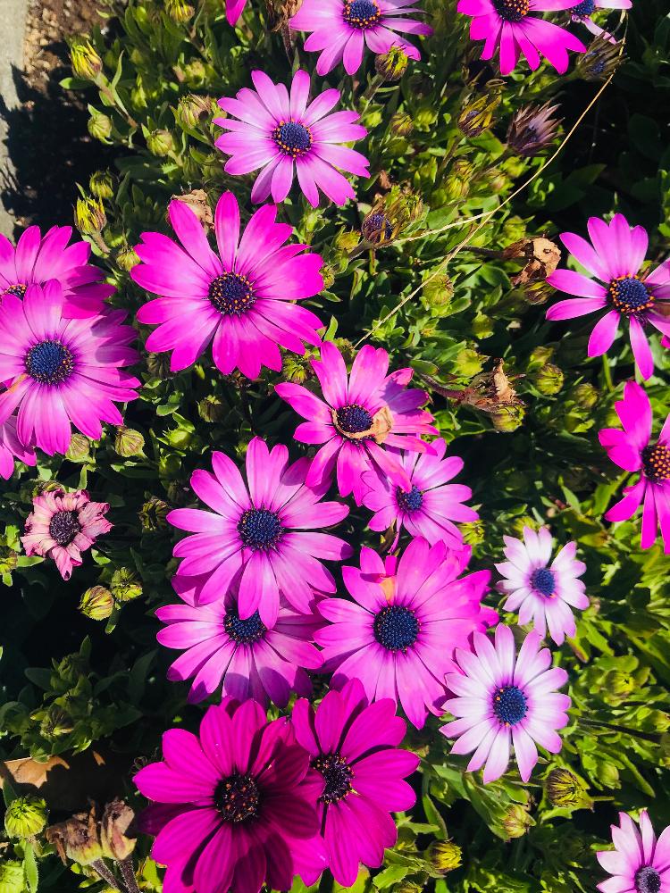 オステオスペルマムの投稿画像 By さとこさん アフリカンデージーと可愛いピンク色 とピンクの花と花言葉とお出かけ先と静岡とニューヨークランプミュージアム フラワーガーデンと伊東と可愛いピンク色 とピンクの花と花言葉と静岡とニューヨークランプミュージアム