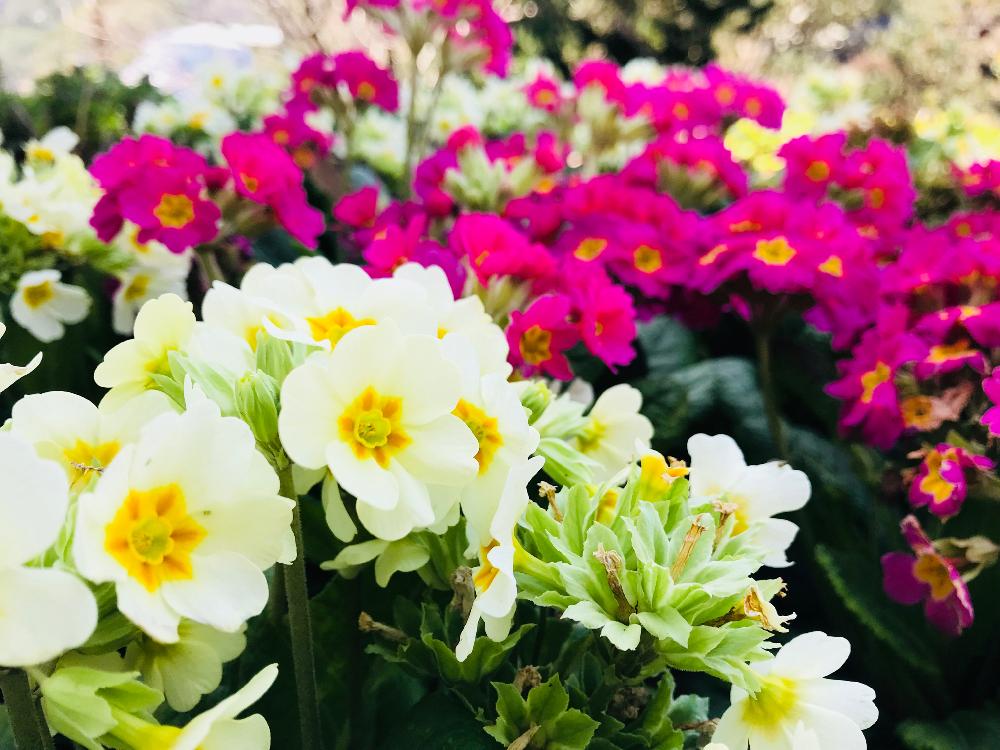 プリムラジュリアンの投稿画像 By さとこさん 花言葉と白い花とピンクの花と可愛いピンク色 と静岡とニューヨークランプミュージアム フラワーガーデンと伊東 18月3月11日 Greensnap グリーンスナップ