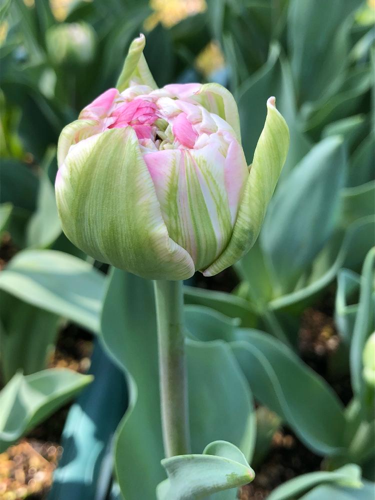 チューリップの投稿画像 By 和さん チューリップとつぼみと八重咲きとピンクとはると花のある暮らしとかわいい 18月3月11日 Greensnap グリーンスナップ