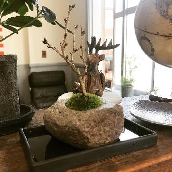 軽石盆栽の投稿画像一覧 Greensnap グリーンスナップ