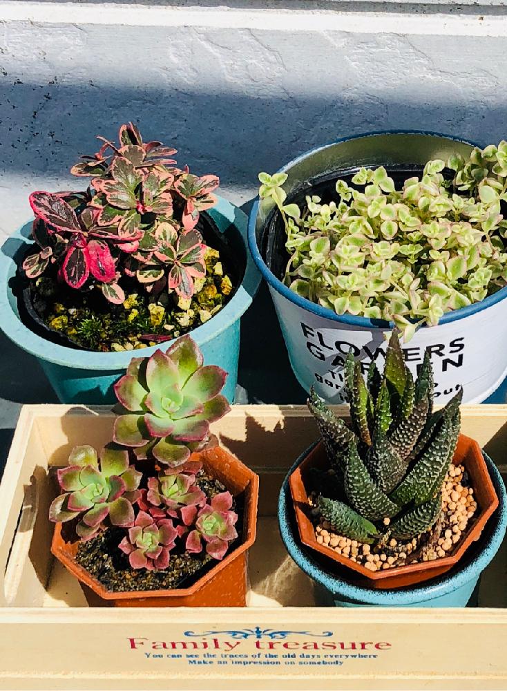 プミラバッカータ の投稿画像 By らりるん さん 紅日傘と斑入りコケモモとリトルミッシーと多肉植物と100いいねアリガト とタニラーとらり 多肉 18月3月12日 Greensnap グリーンスナップ プミラバッカータ の投稿画像 By らりるん さん 紅日傘と斑入りコケモモとリトルミッシーと多肉植物と100いいねアリガト とタニラーとらり 多肉 18月3月12日 Greensnap グリーンスナップ