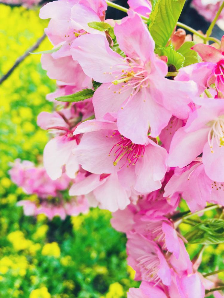 さくら 桜 サクラの投稿画像 By Toshieさん かわいい花とgs映えといやされると可愛いピンク色 とかわいいな と菜の花 と 河津桜とお出かけ先にて 2018月3月12日 Greensnap グリーンスナップ
