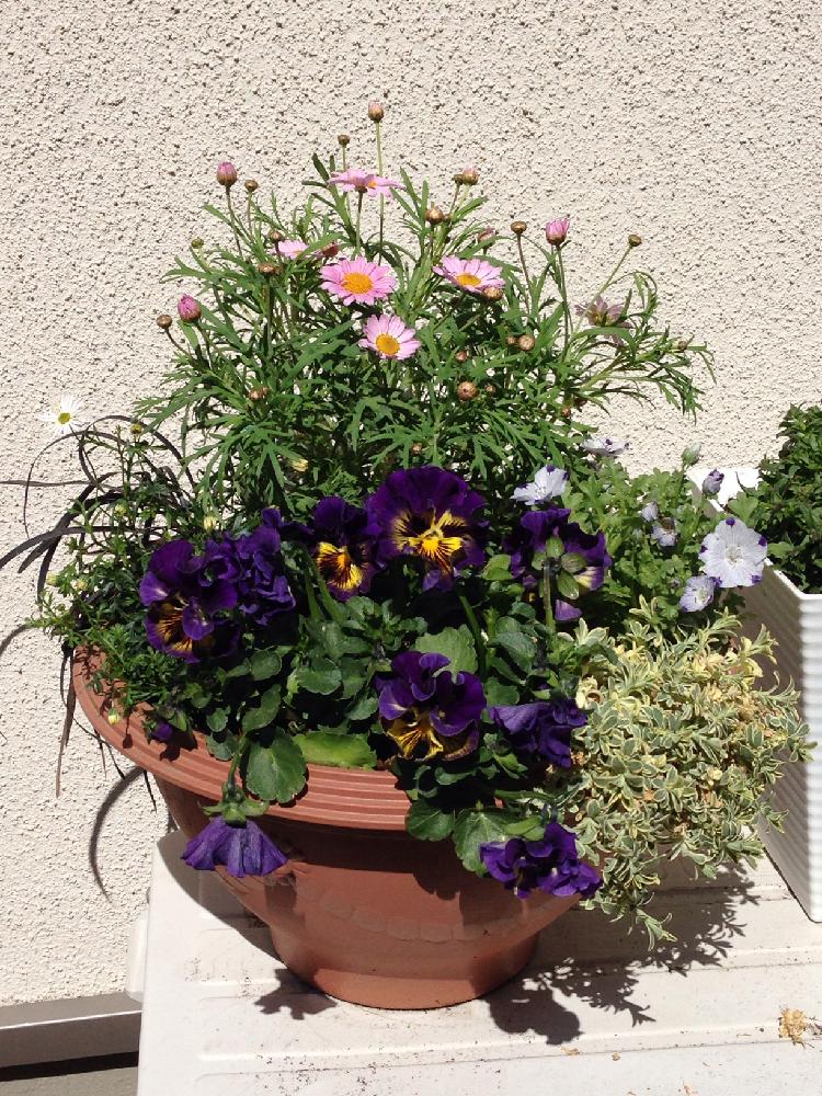 マーガレットの投稿画像 By Wk Tkさん ネモフィラ マクラータとシレネ ユニフローラとコクリュウ 黒竜 とパンジー ビオラとブラキカムとファイブポイントとピンクの花と紫色の花と植中毒と ネモフィラとネモフィラ マキュラータと鉢植えと花のある暮らしと白い花