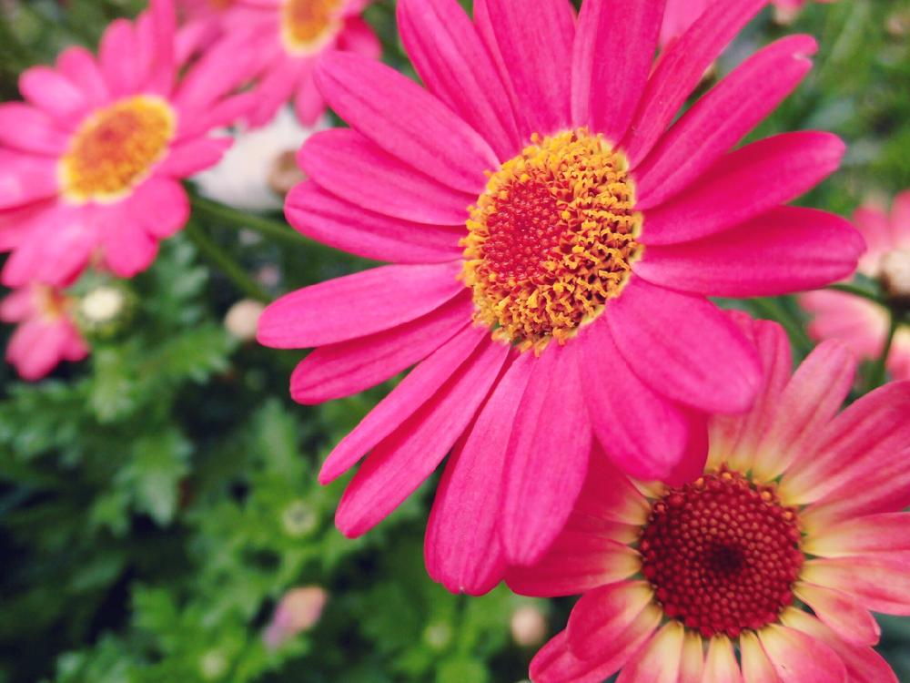 マーガレット の投稿画像 By Toshieさん かわいい花とピンクの花と