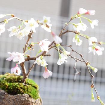 デジイチの画像 by たけ♪さん | 部屋と盆栽とデジイチとさくら 桜 サクラ