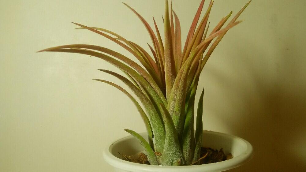 チランジア エアプランツ の投稿画像 By 植物系男子さん チランジア固定方法とティランドシアとティランジア属と今日の一枚とチランジア属とイオナンタ万歳同盟 ﾟ ﾟ 人 ﾟ ﾟ とチランジア活着とチランジア固定とチランジアキセログラフィカとイオナンタ記録とエア